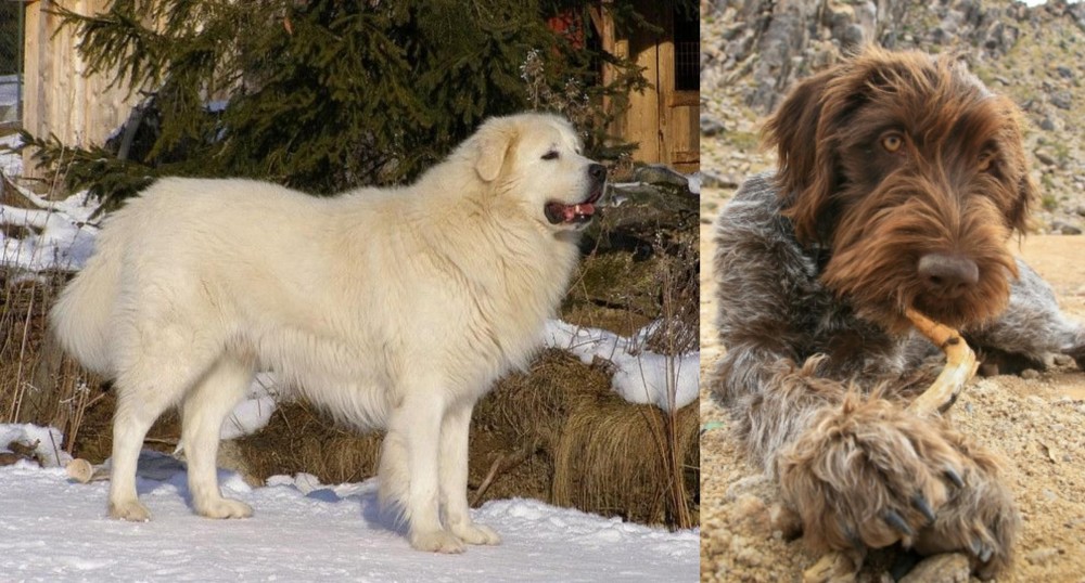 Wirehaired Pointing Griffon vs Slovak Cuvac - Breed Comparison