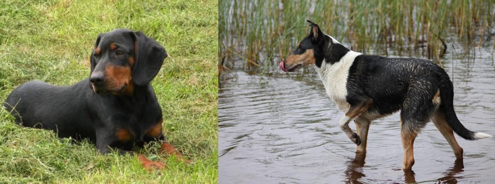 Smooth Collie vs Slovakian Hound - Breed Comparison