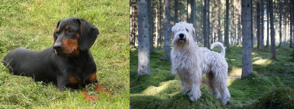 Soft-Coated Wheaten Terrier vs Slovakian Hound - Breed Comparison