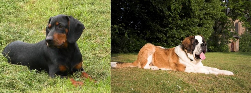 St. Bernard vs Slovakian Hound - Breed Comparison