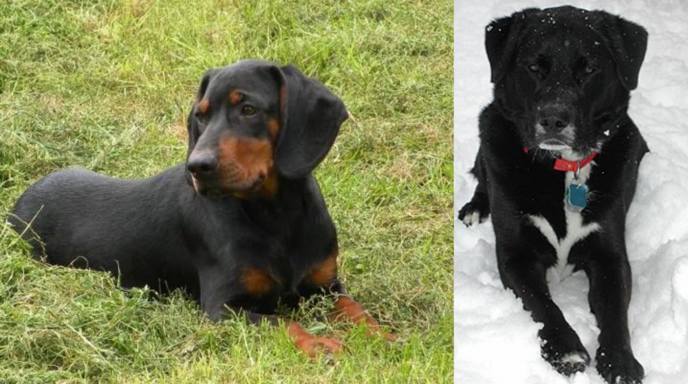 St. John's Water Dog vs Slovakian Hound - Breed Comparison
