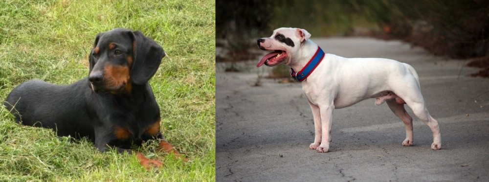 Staffordshire Bull Terrier vs Slovakian Hound - Breed Comparison