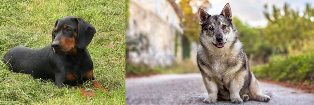 Swedish Vallhund vs Slovakian Hound - Breed Comparison