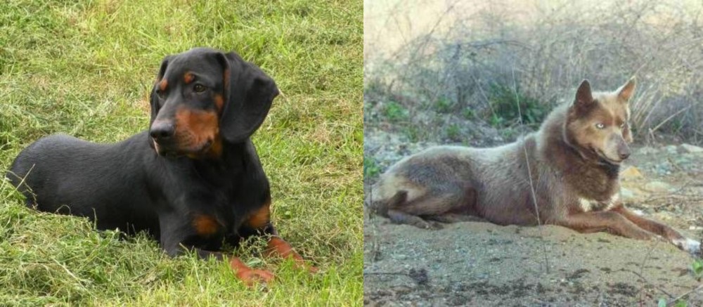Tahltan Bear Dog vs Slovakian Hound - Breed Comparison