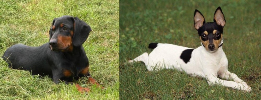 Toy Fox Terrier vs Slovakian Hound - Breed Comparison