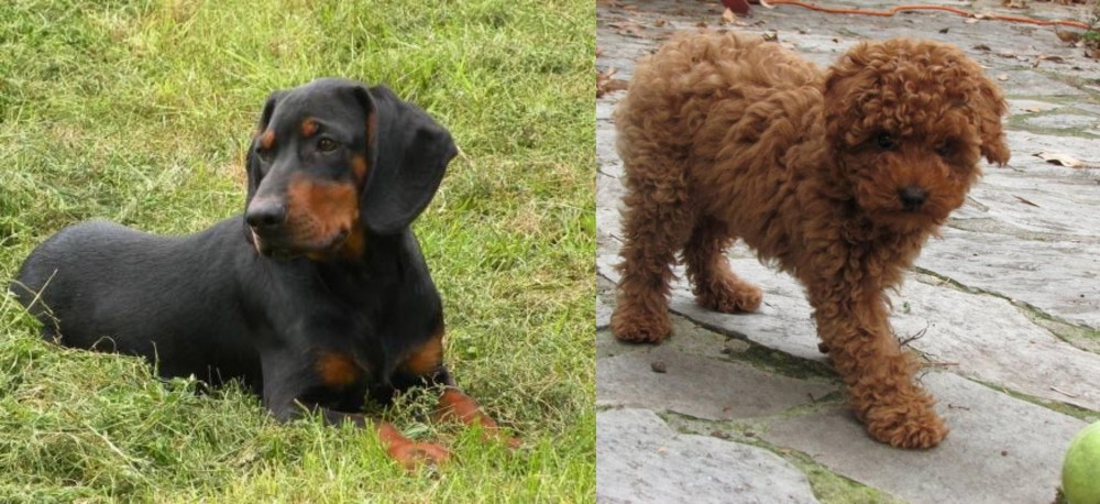 Toy Poodle vs Slovakian Hound - Breed Comparison