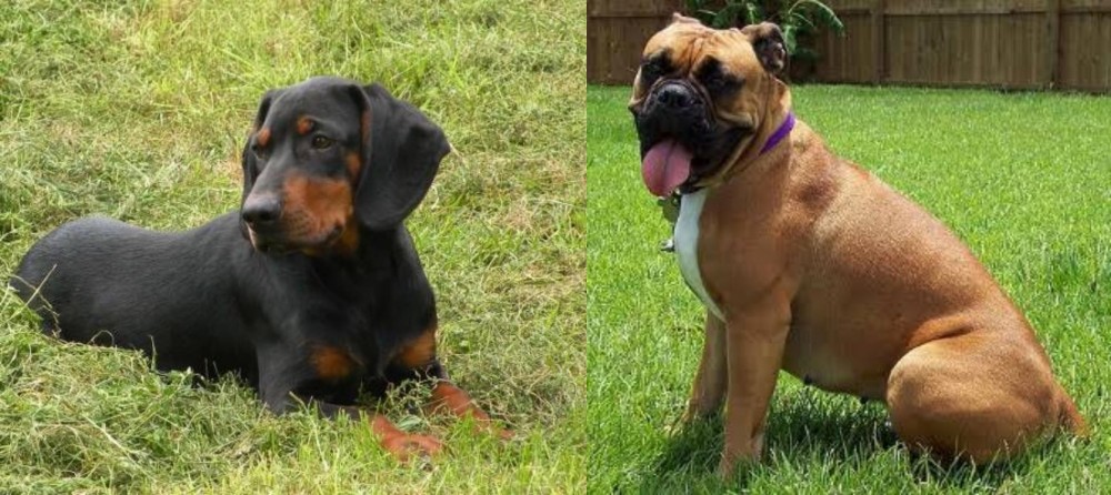 Valley Bulldog vs Slovakian Hound - Breed Comparison