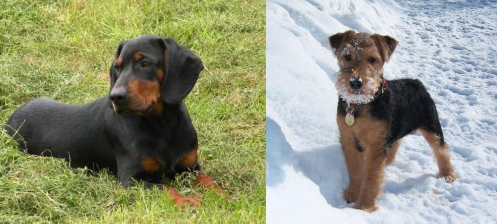 Welsh Terrier vs Slovakian Hound - Breed Comparison
