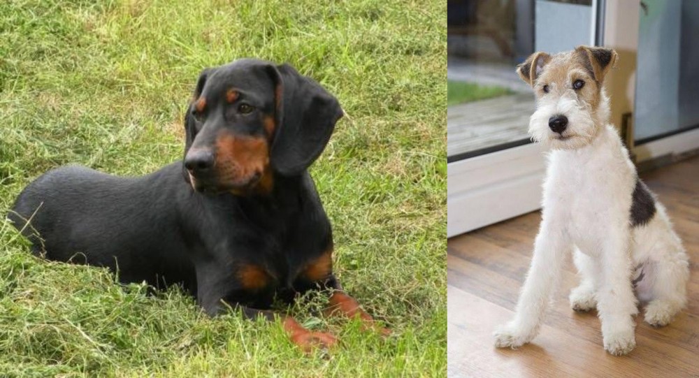 Wire Fox Terrier vs Slovakian Hound - Breed Comparison
