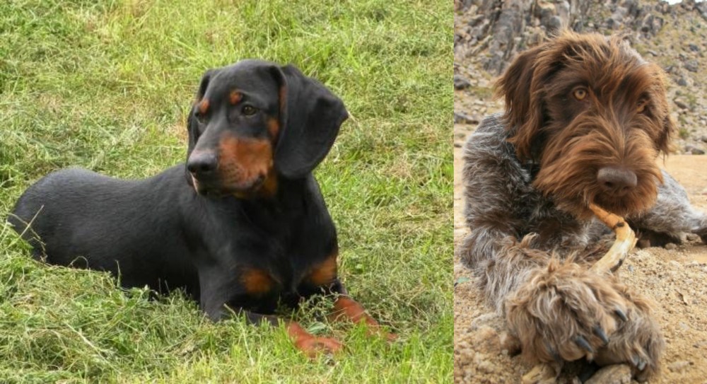 Wirehaired Pointing Griffon vs Slovakian Hound - Breed Comparison
