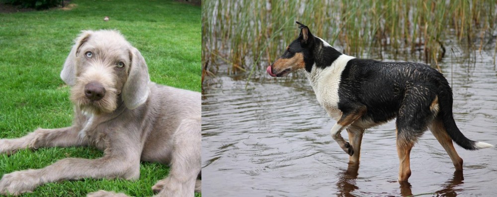Smooth Collie vs Slovakian Rough Haired Pointer - Breed Comparison