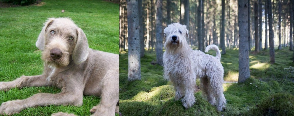 Soft-Coated Wheaten Terrier vs Slovakian Rough Haired Pointer - Breed Comparison