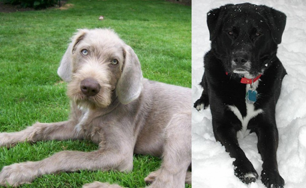 St. John's Water Dog vs Slovakian Rough Haired Pointer - Breed Comparison