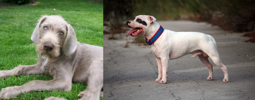 Staffordshire Bull Terrier vs Slovakian Rough Haired Pointer - Breed Comparison