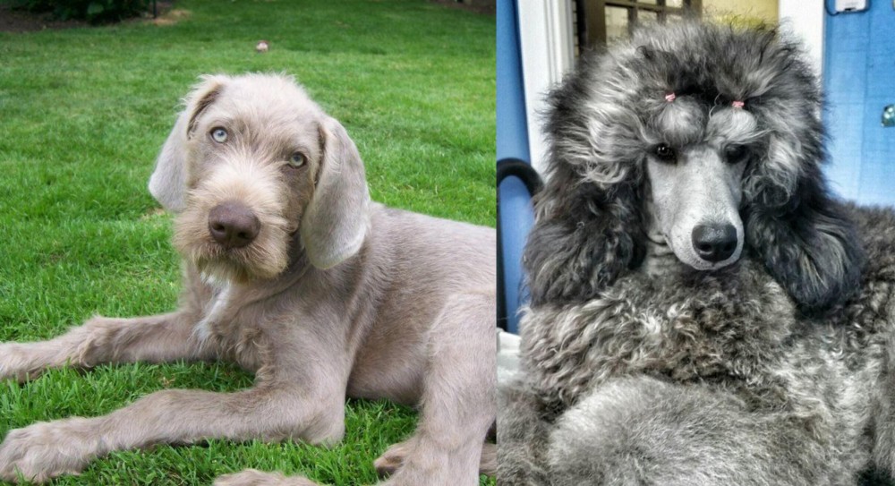 Standard Poodle vs Slovakian Rough Haired Pointer - Breed Comparison