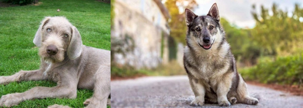 Swedish Vallhund vs Slovakian Rough Haired Pointer - Breed Comparison