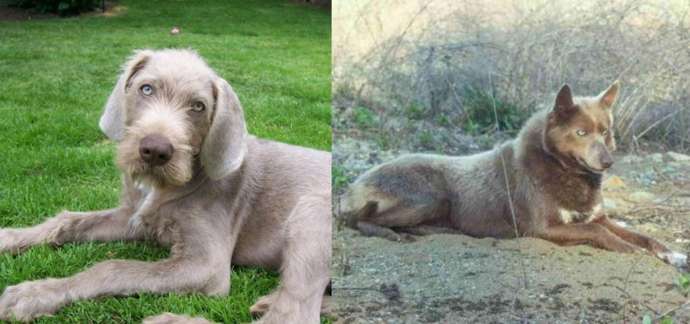 Tahltan Bear Dog vs Slovakian Rough Haired Pointer - Breed Comparison