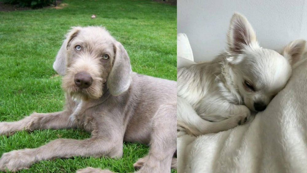 Tea Cup Chihuahua vs Slovakian Rough Haired Pointer - Breed Comparison