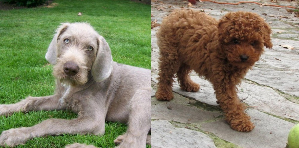 Toy Poodle vs Slovakian Rough Haired Pointer - Breed Comparison