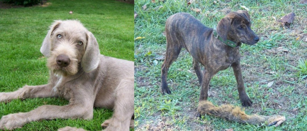 Treeing Cur vs Slovakian Rough Haired Pointer - Breed Comparison