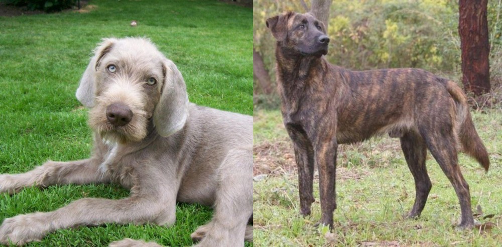 Treeing Tennessee Brindle vs Slovakian Rough Haired Pointer - Breed Comparison