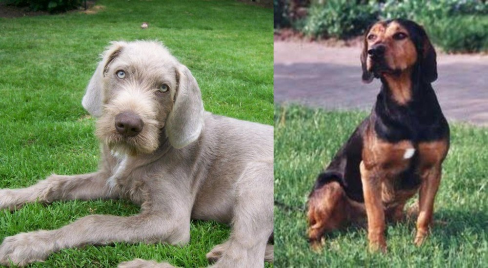 Tyrolean Hound vs Slovakian Rough Haired Pointer - Breed Comparison