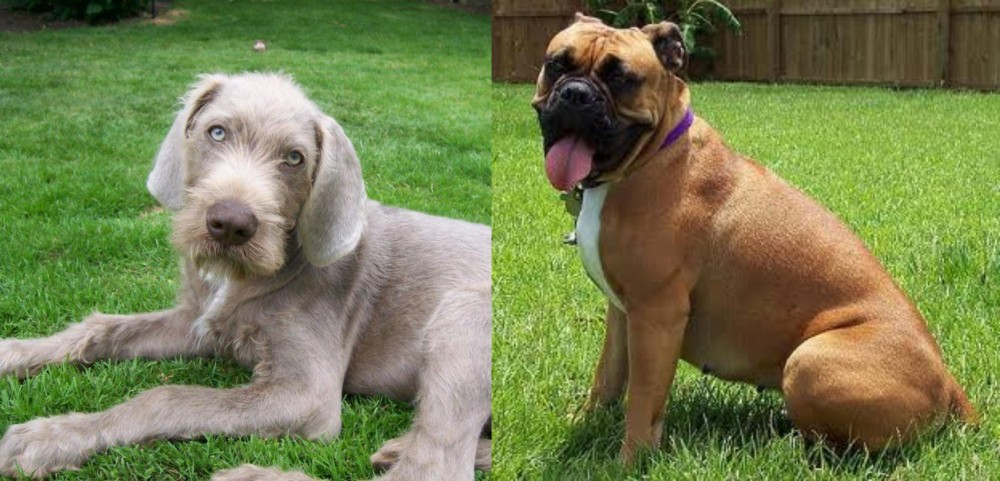 Valley Bulldog vs Slovakian Rough Haired Pointer - Breed Comparison