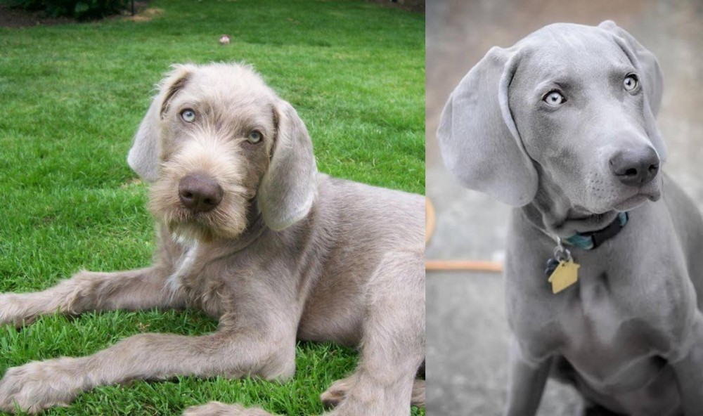 Weimaraner vs Slovakian Rough Haired Pointer - Breed Comparison