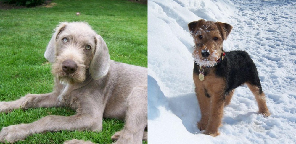 Welsh Terrier vs Slovakian Rough Haired Pointer - Breed Comparison