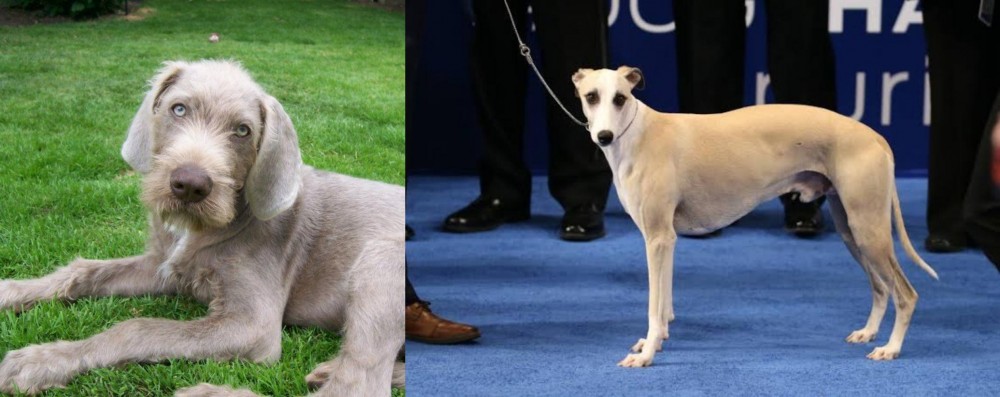 Whippet vs Slovakian Rough Haired Pointer - Breed Comparison