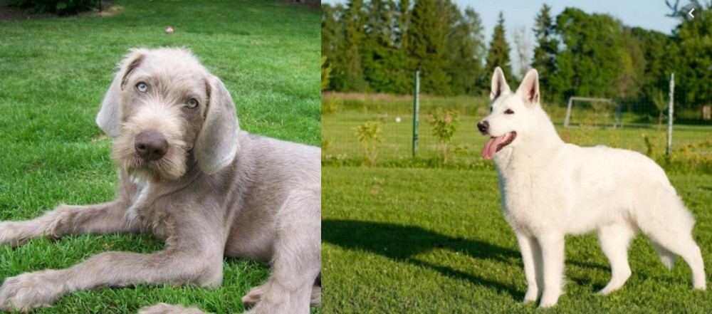White Shepherd vs Slovakian Rough Haired Pointer - Breed Comparison