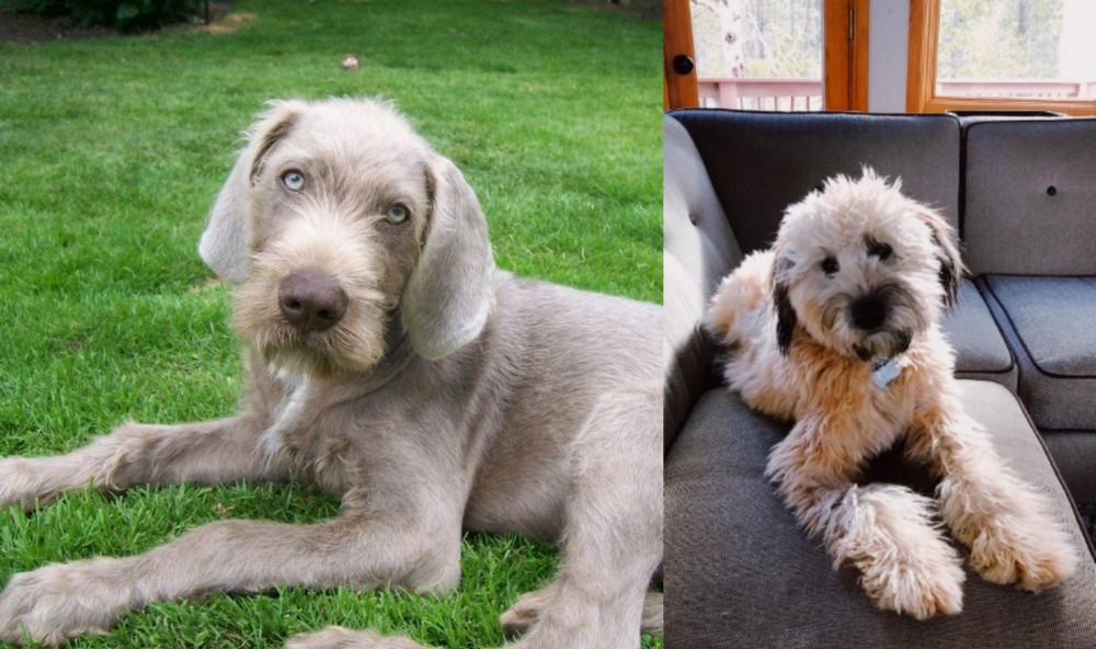 Whoodles vs Slovakian Rough Haired Pointer - Breed Comparison