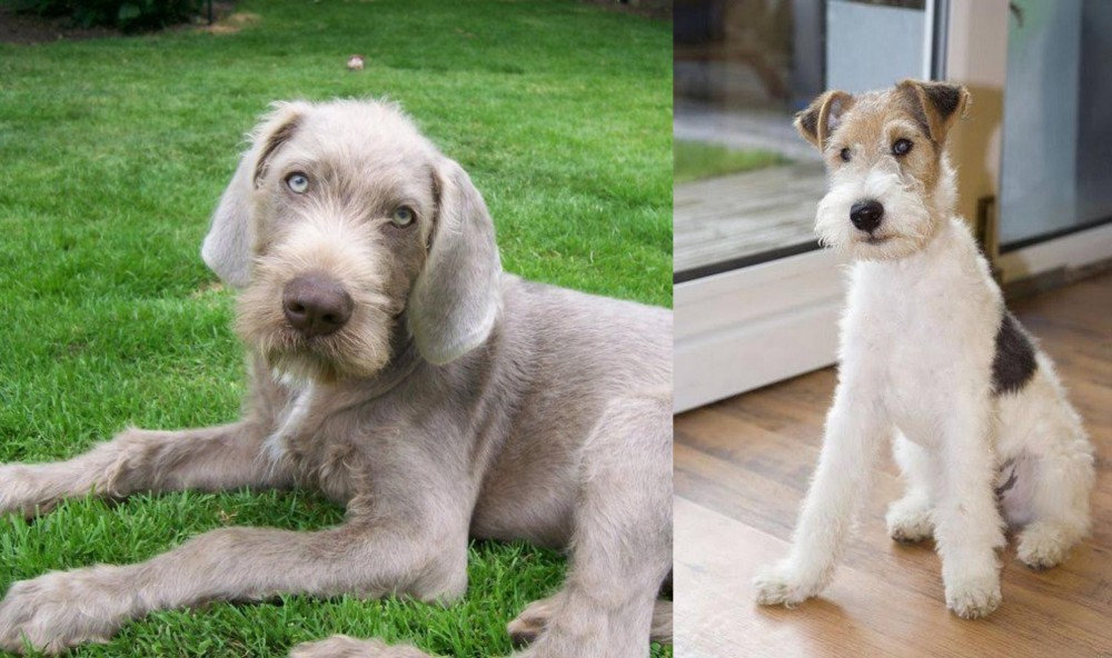 Wire Fox Terrier vs Slovakian Rough Haired Pointer - Breed Comparison