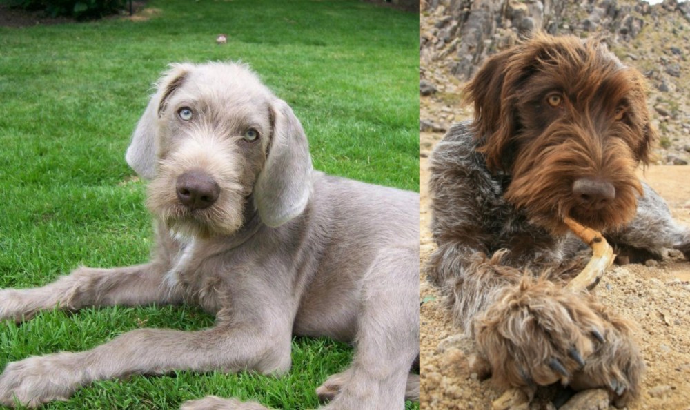 Wirehaired Pointing Griffon vs Slovakian Rough Haired Pointer - Breed Comparison