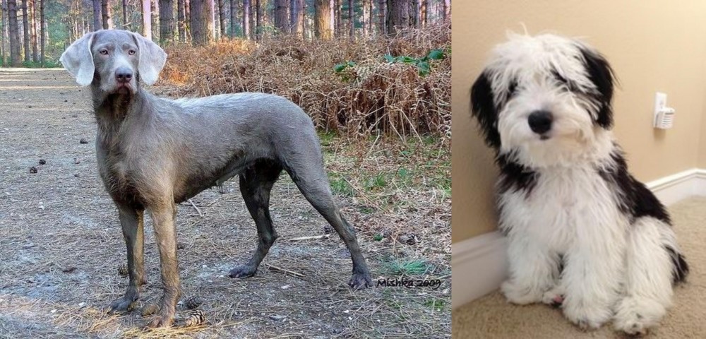 Mini Sheepadoodles vs Slovensky Hrubosrsty Stavac - Breed Comparison