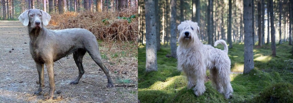 Soft-Coated Wheaten Terrier vs Slovensky Hrubosrsty Stavac - Breed Comparison