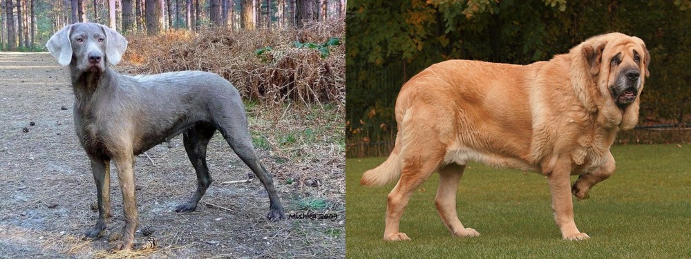 Spanish Mastiff vs Slovensky Hrubosrsty Stavac - Breed Comparison