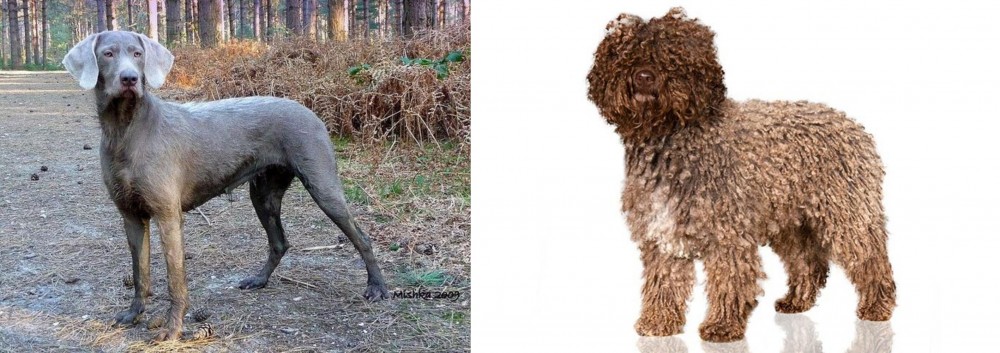 Spanish Water Dog vs Slovensky Hrubosrsty Stavac - Breed Comparison