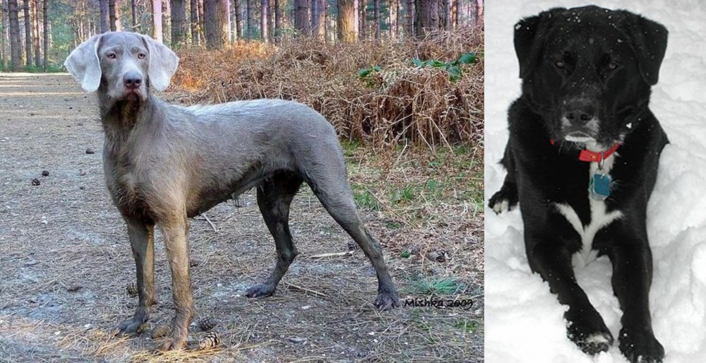 St. John's Water Dog vs Slovensky Hrubosrsty Stavac - Breed Comparison