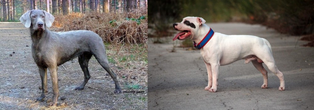 Staffordshire Bull Terrier vs Slovensky Hrubosrsty Stavac - Breed Comparison