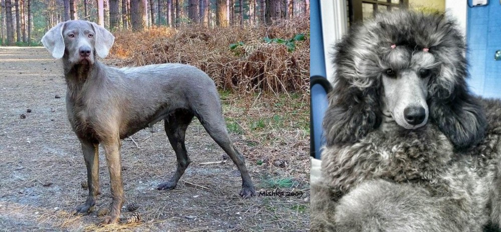 Standard Poodle vs Slovensky Hrubosrsty Stavac - Breed Comparison
