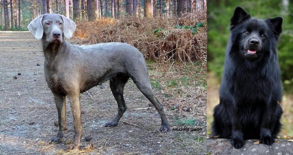Swedish Lapphund vs Slovensky Hrubosrsty Stavac - Breed Comparison