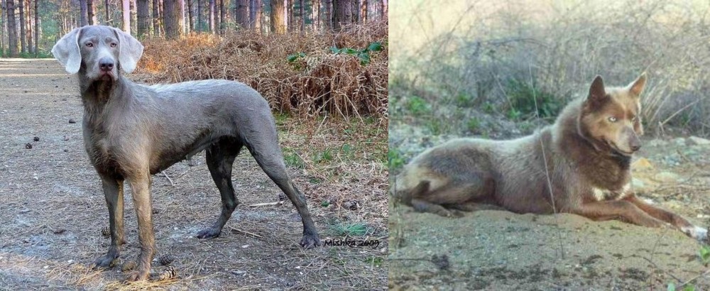 Tahltan Bear Dog vs Slovensky Hrubosrsty Stavac - Breed Comparison