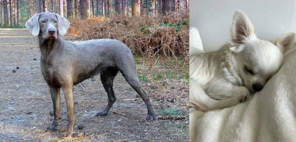 Tea Cup Chihuahua vs Slovensky Hrubosrsty Stavac - Breed Comparison