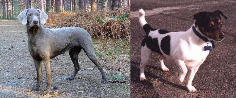 Teddy Roosevelt Terrier vs Slovensky Hrubosrsty Stavac - Breed Comparison