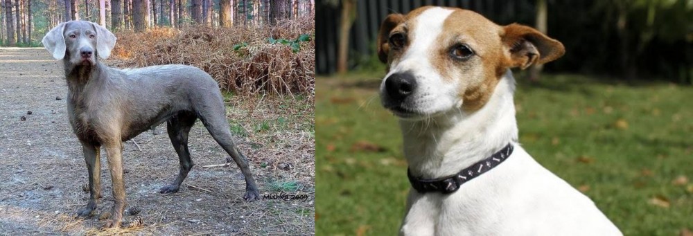 Tenterfield Terrier vs Slovensky Hrubosrsty Stavac - Breed Comparison
