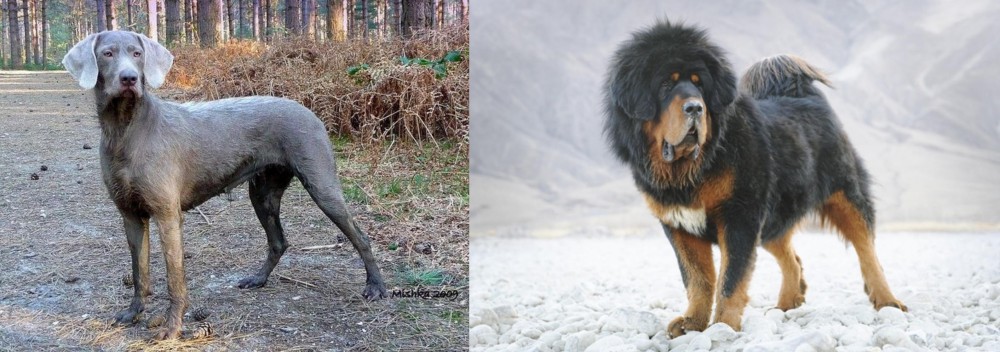 Tibetan Mastiff vs Slovensky Hrubosrsty Stavac - Breed Comparison