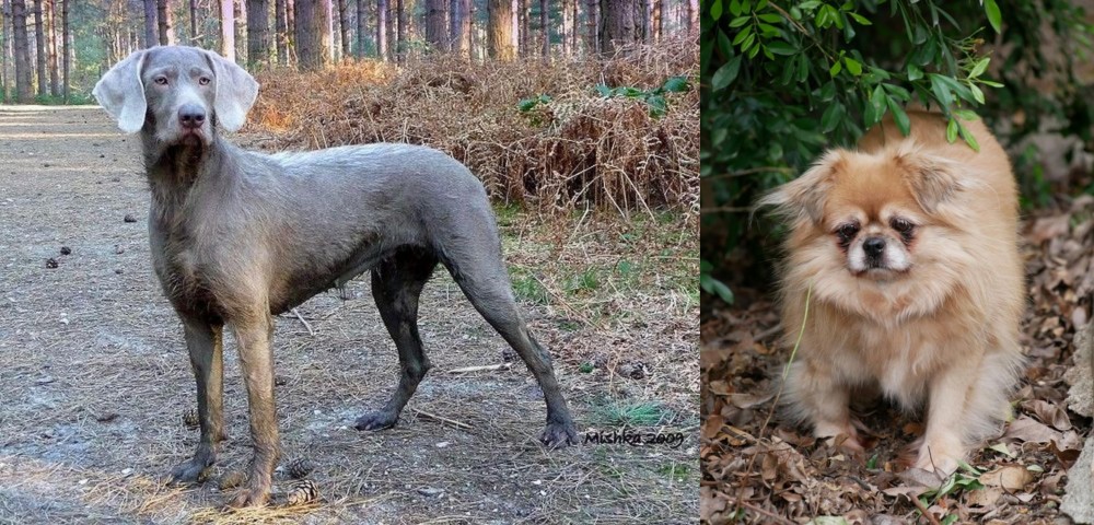 Tibetan Spaniel vs Slovensky Hrubosrsty Stavac - Breed Comparison