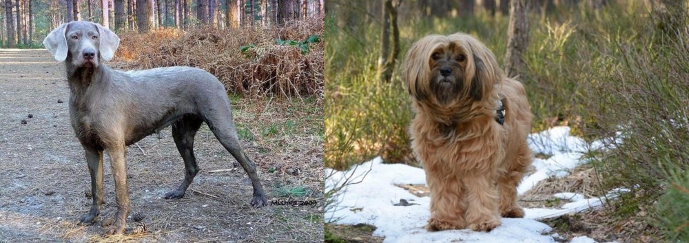 Tibetan Terrier vs Slovensky Hrubosrsty Stavac - Breed Comparison