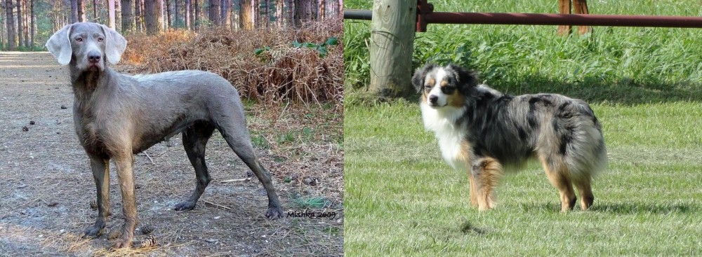 Toy Australian Shepherd vs Slovensky Hrubosrsty Stavac - Breed Comparison